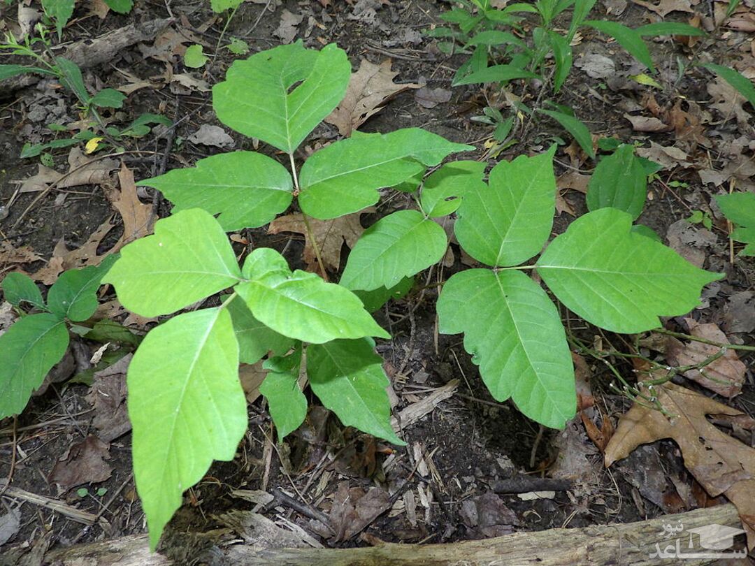 پیچک سمی را چگونه شناسایی کنیم؟