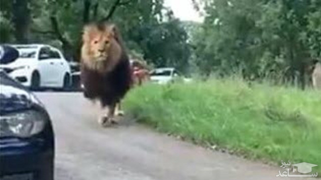 (فیلم) وحشت مردم از دیدن شیر نر در پارکینگ!