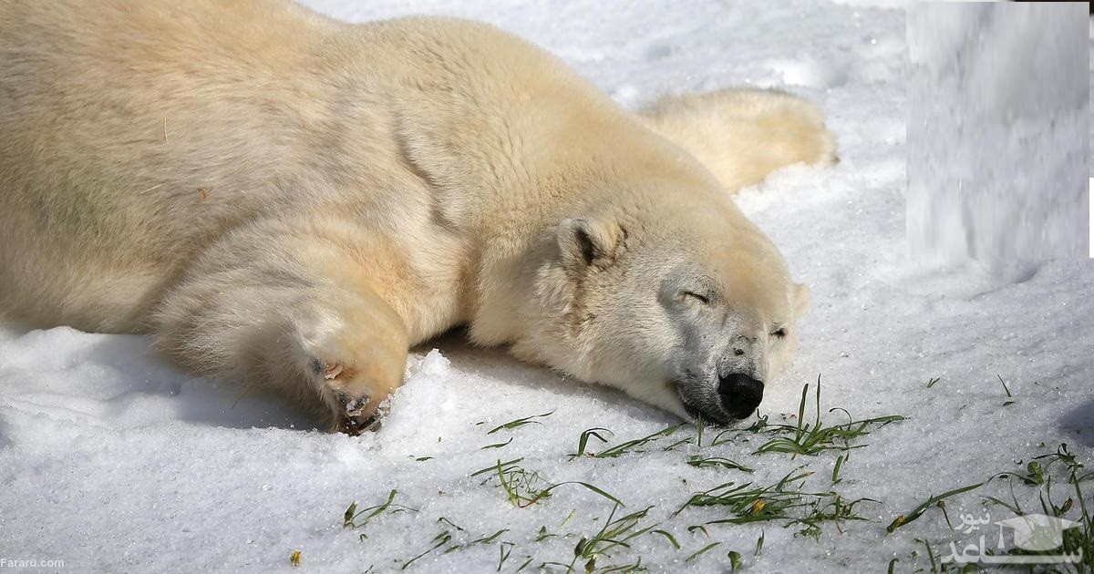 (فیلم) لذت خرس قطبی از برف بازی در باغ وحش