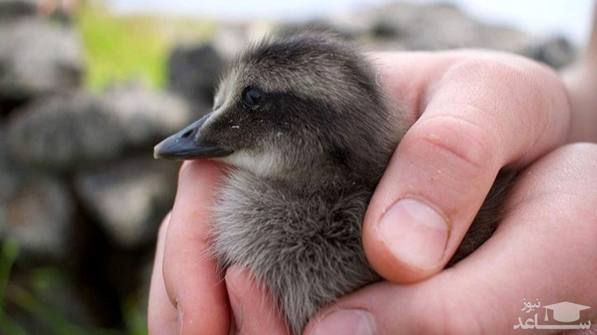 گران‌ترین پر جهان از کجا و چگونه تهیه می‌شود؟