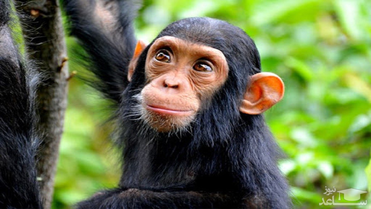 (فیلم) حافظه تصویری شگفت انگیز یک شامپانزه