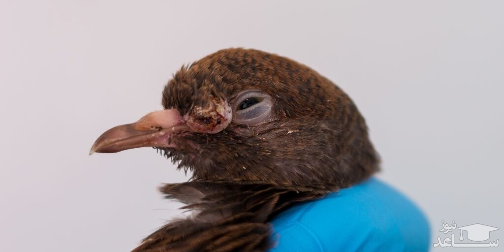 نشانه های بیماری آبله در کبوتر و روش های درمان