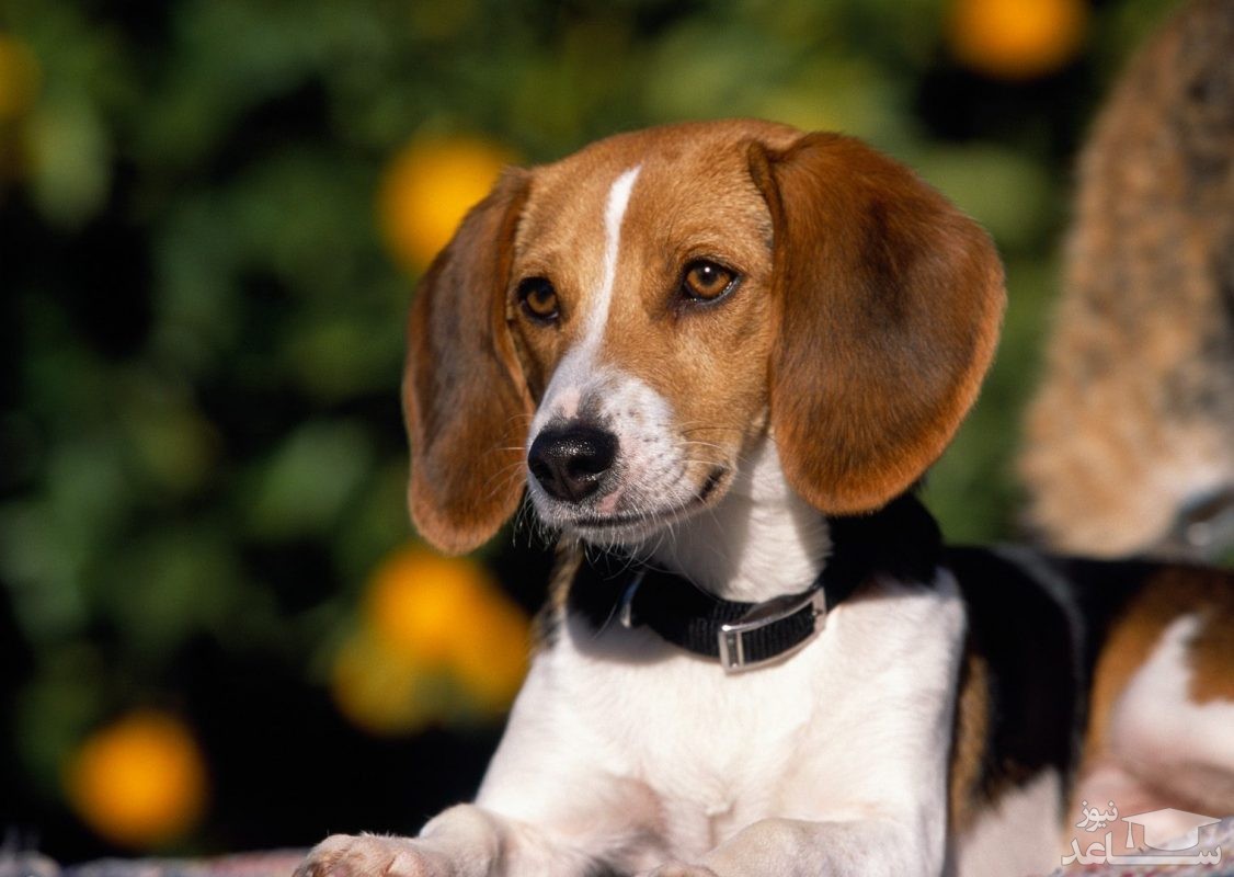 آشنایی با سگ نژاد امریکن فاکس هاند (American Foxhound)