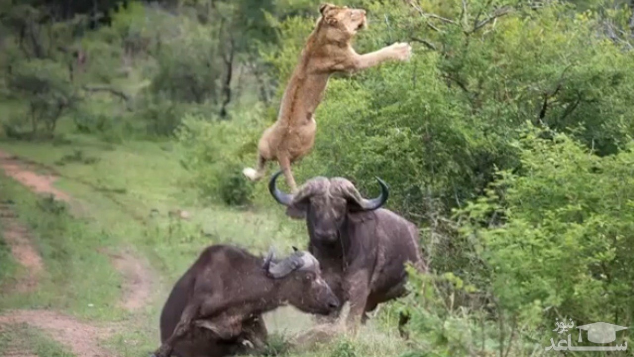 (فیلم) حمله بی‌رحمانه شیرها به بوفالو نافرجام ماند