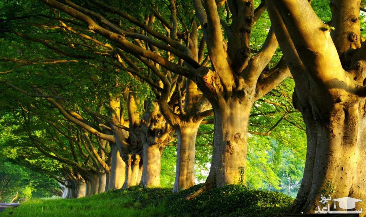 عکس متفاوت از درخت غول‌پیکر عجیب