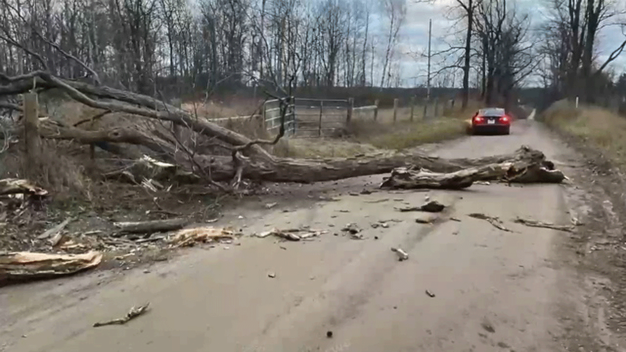 (فیلم) سقوط درخت بزرگ بر روی خودروی تسلا 