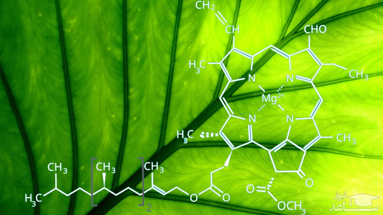 آشنایی با خواص باورنکردنی کلروفیل