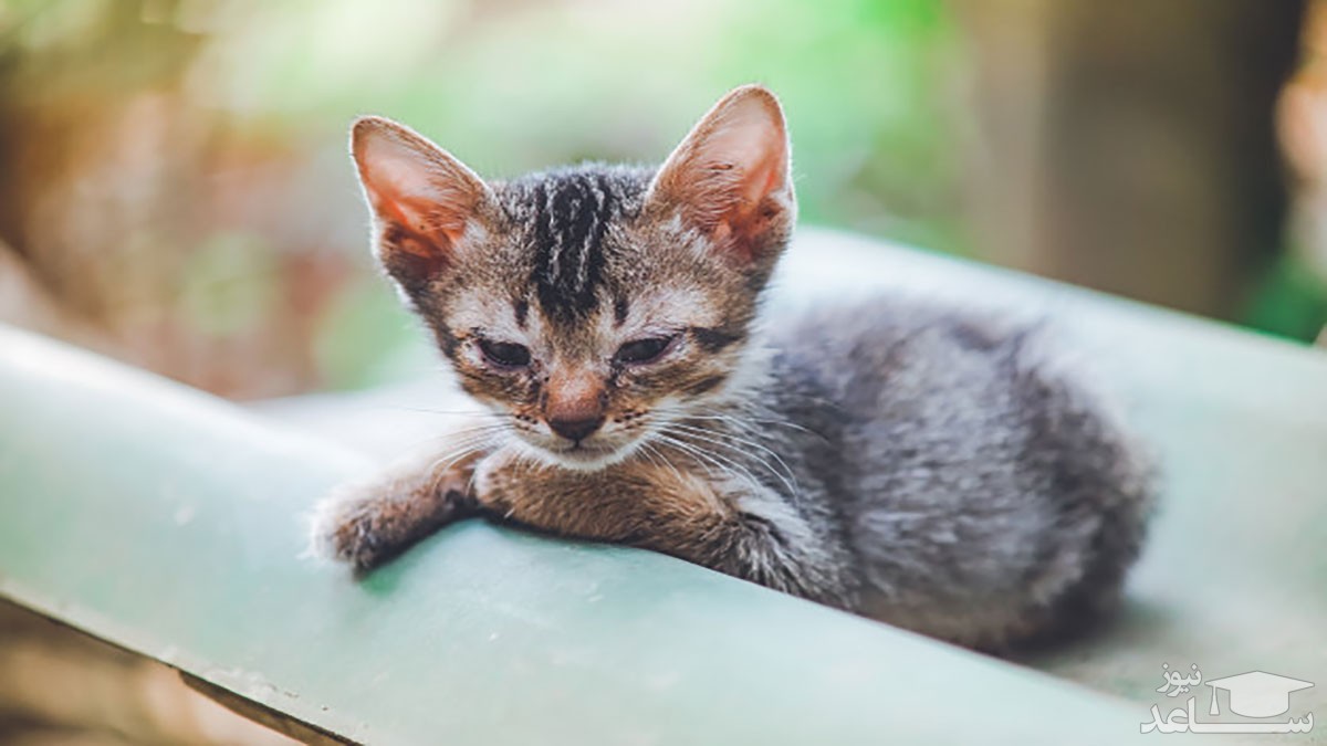 علائم بیماری پریتونیت عفونی در گربه ها و روش های درمان