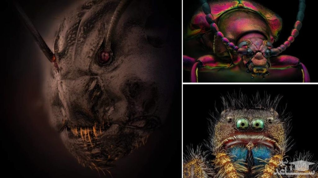 نزدیکترین نما از چهره ترسناک مورچه