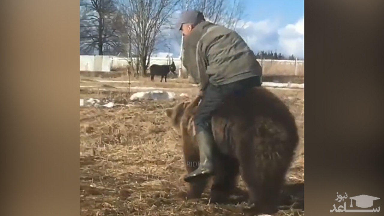 (فیلم) سواری گرفتن از خرس توسط یک مرد روس