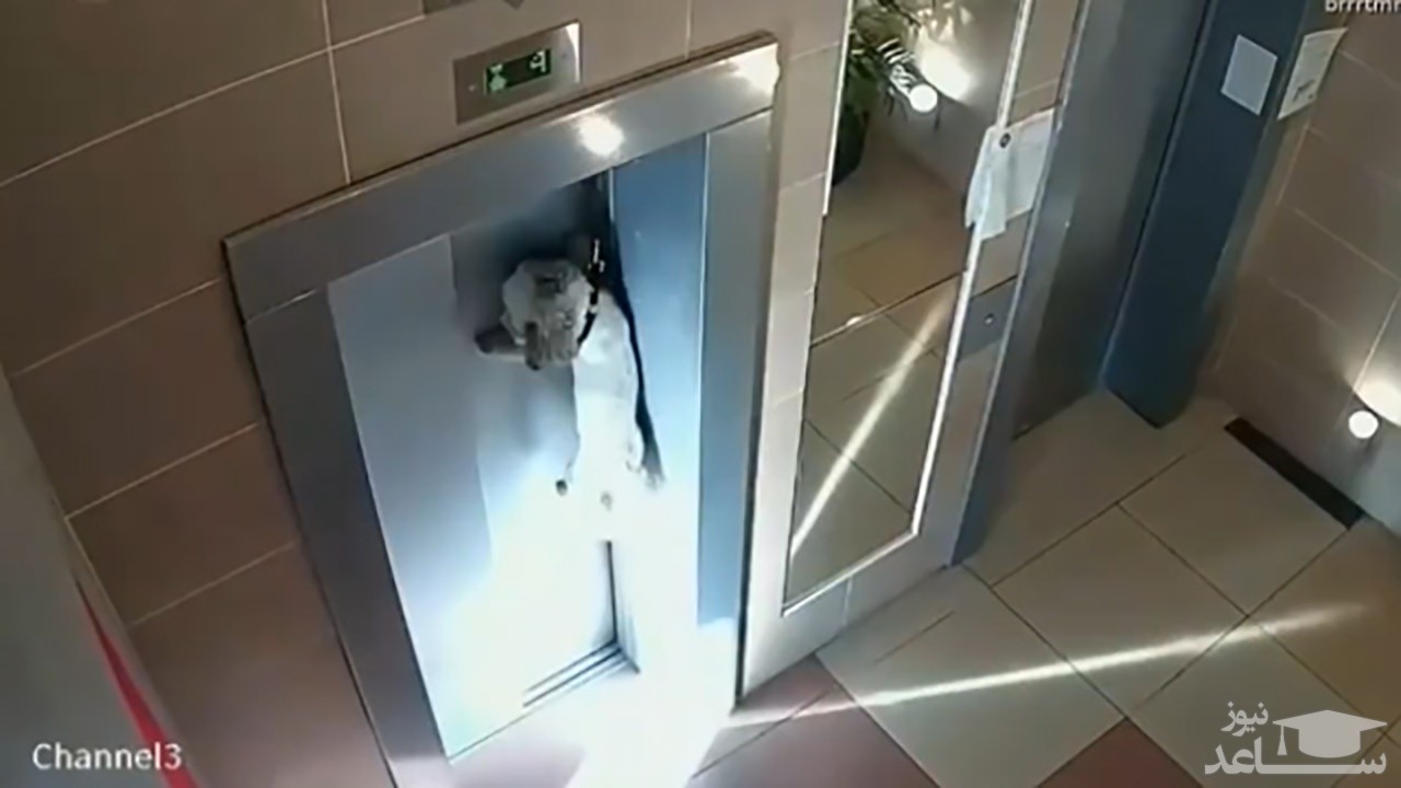 (فیلم) نجات یک سگ از جان باختن در میان درب آسانسور