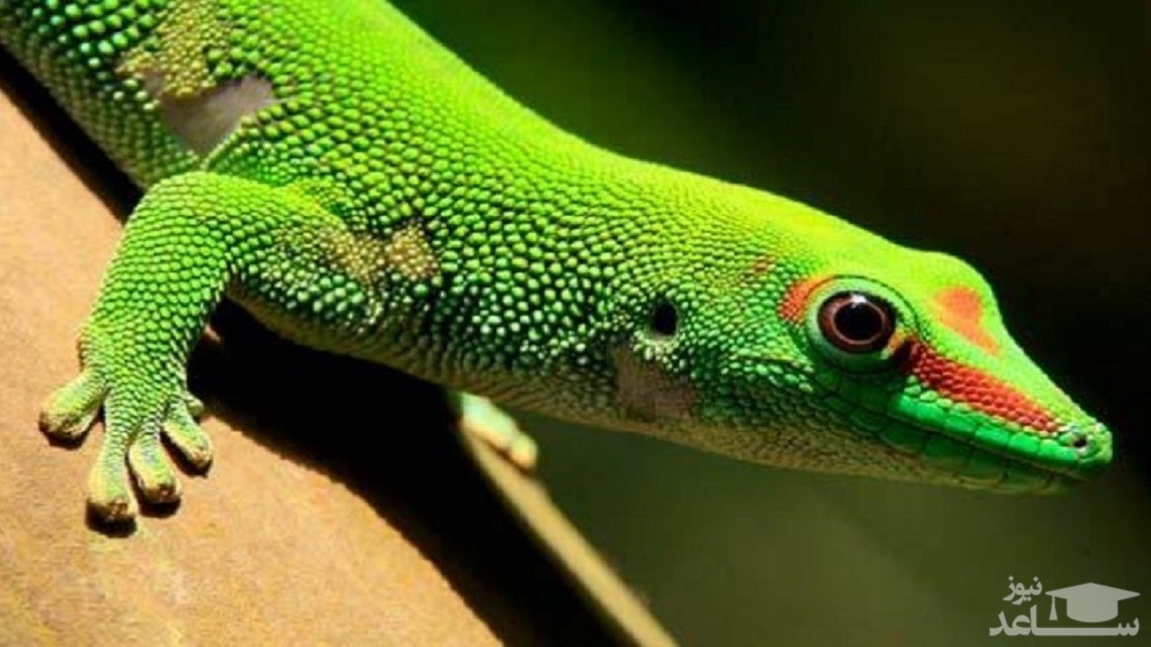 (فیلم) درگیری جالب و دیدنی دو مارمولک نر