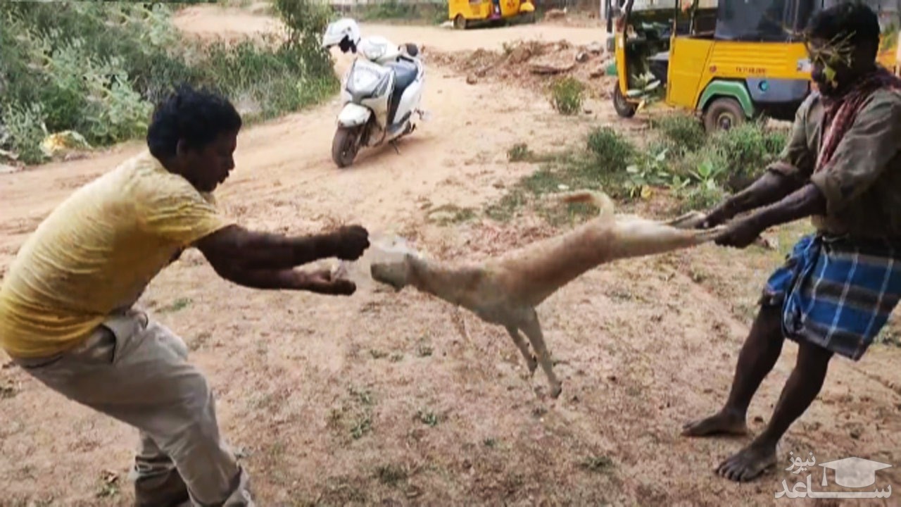(فیلم) نجات عجیب سگ ولگرد در هند