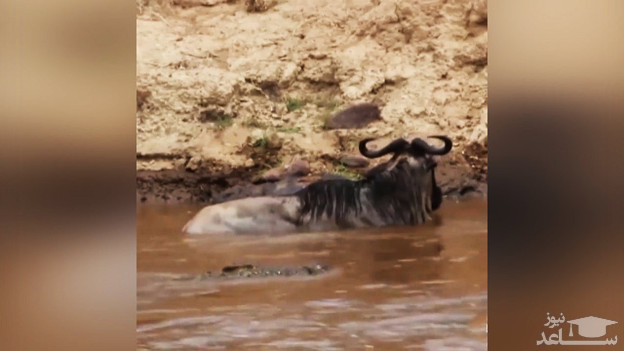 (فیلم) انصراف کروکودیل از شکار گوزن یالدار در رودخانه