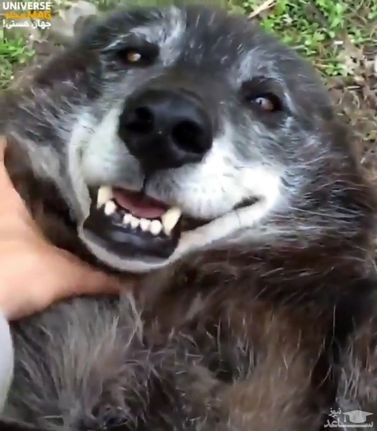 (فیلم) دوستی باورنکردنی دختر جوان با گرگ