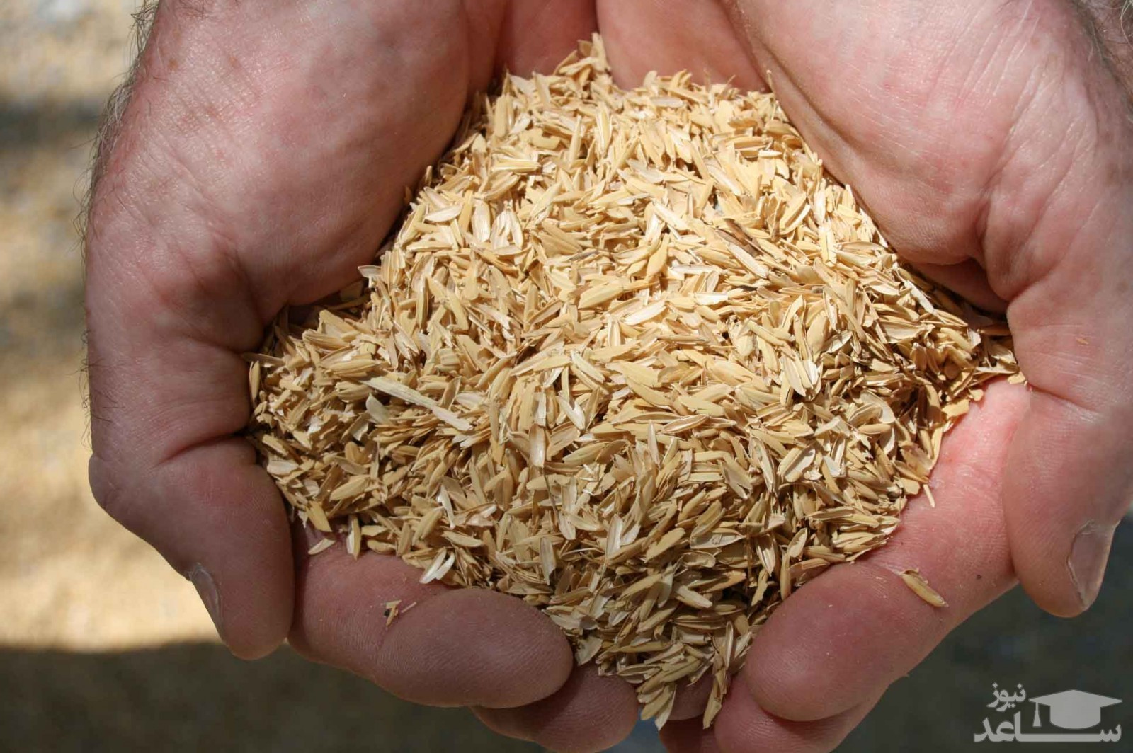 عکس شلتوک برنج