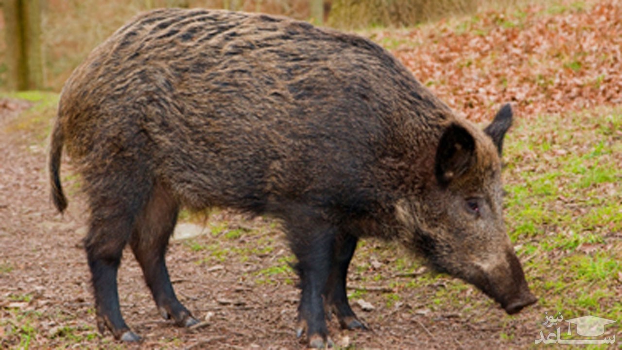 (فیلم) شکار دلخراش یک خوک خرطوم دار بالغ توسط ببر 