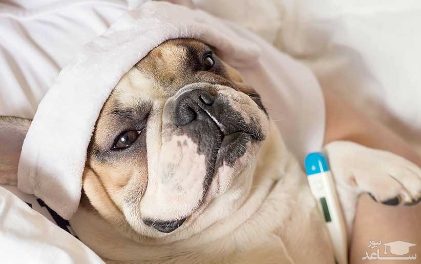 علائم آنفولانزای سگی و روش های درمان