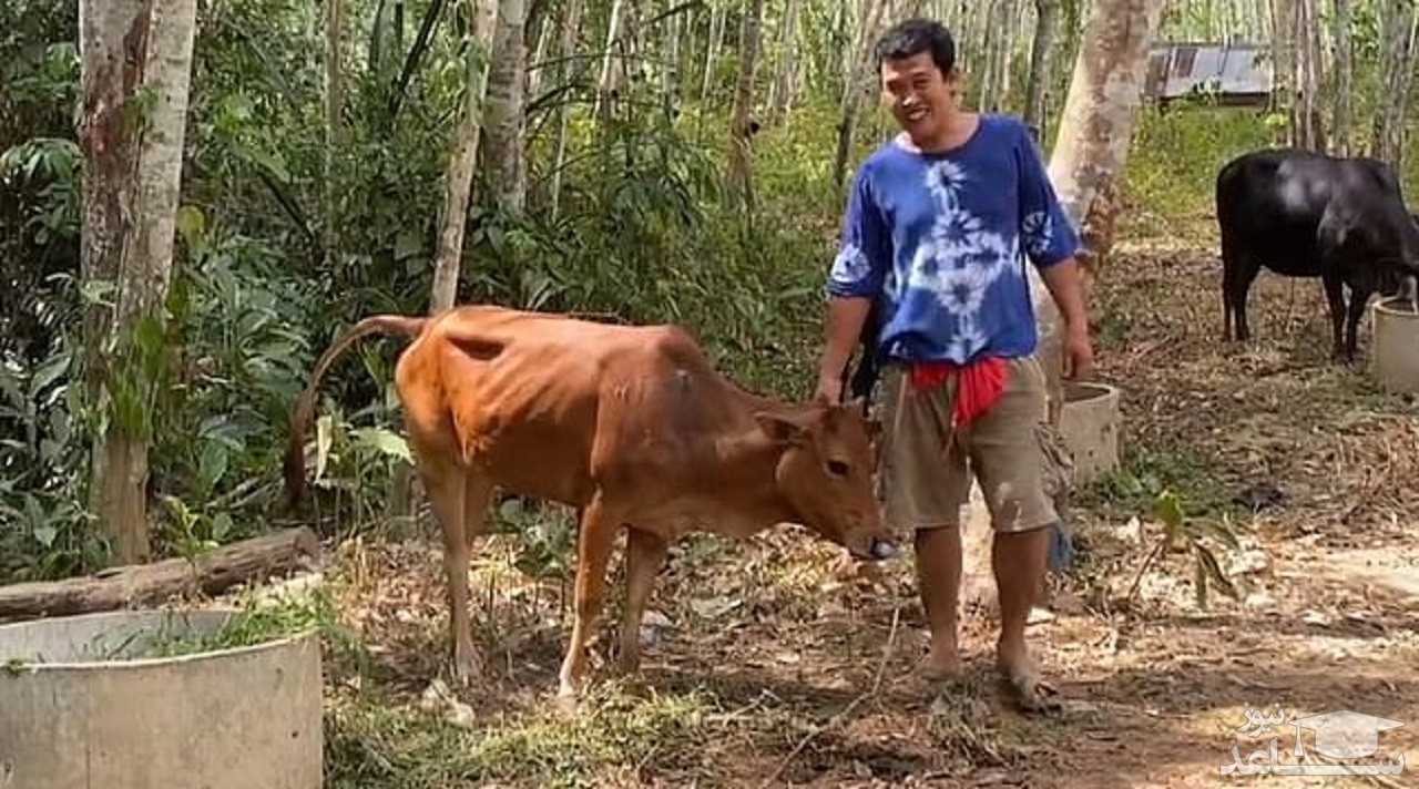 آشنایی با بازی محلی «گاو دارم»