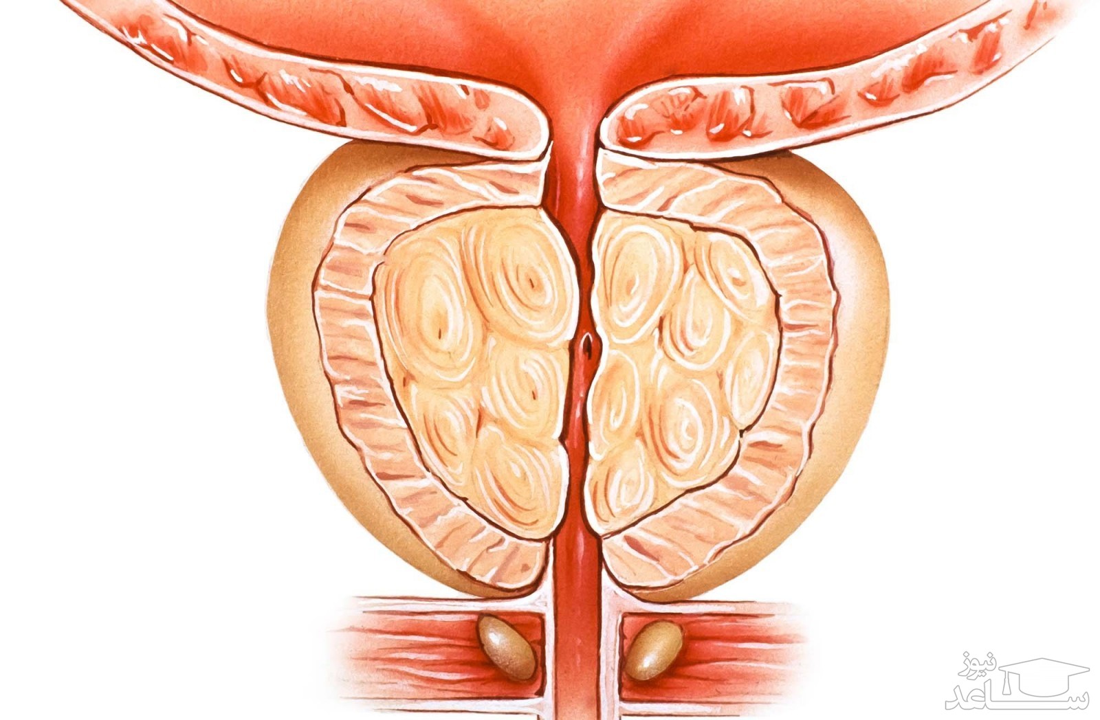 موارد منع مصرف و تداخل دارویی سیلودوسین