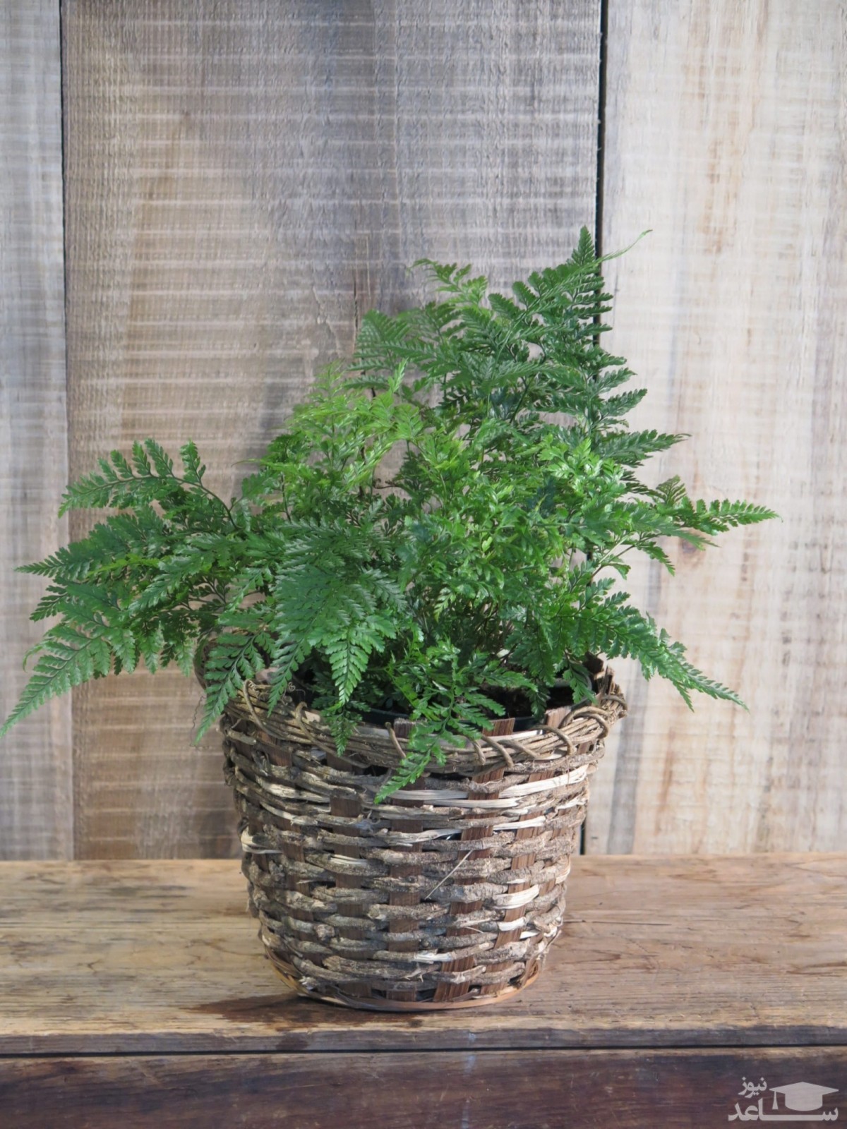 نحوه پرورش و مراقبت از گیاه سرخس پای خرگوش