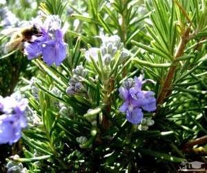 چگونه در خانه گیاه رزماری پرورش دهید