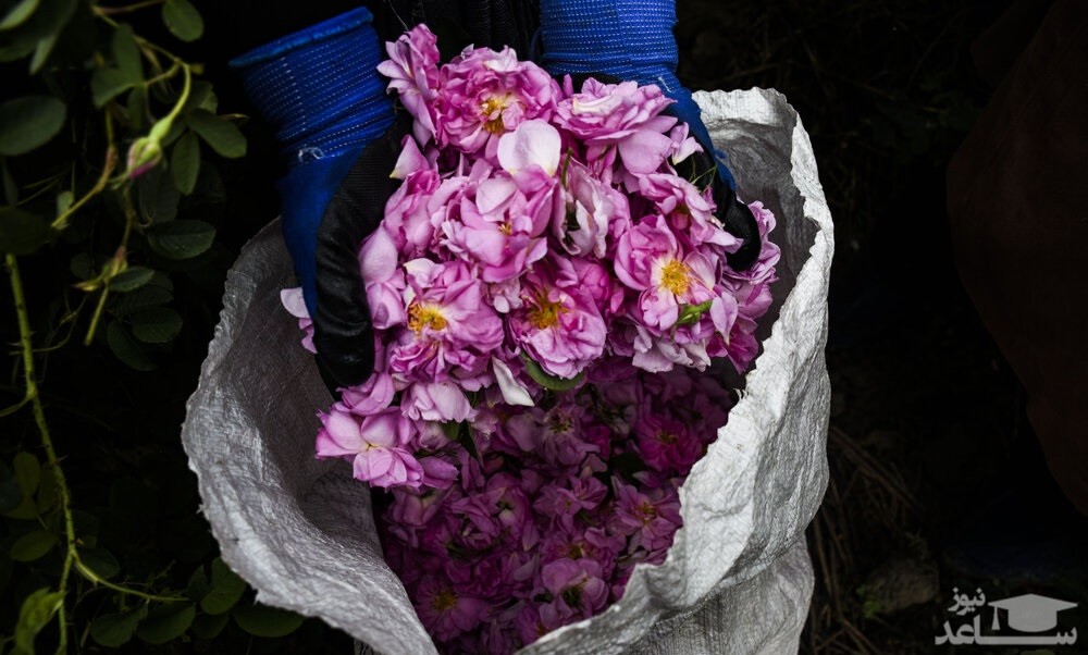 برداشت گل محمدی، طبیعت بهاری گیلان و...