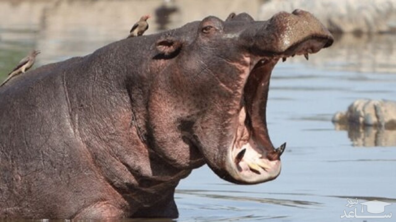 (فیلم) واکنش قلدرانه اسب آبی به سلطان جنگل