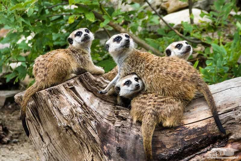 باغ وحش مگنتیک هیل