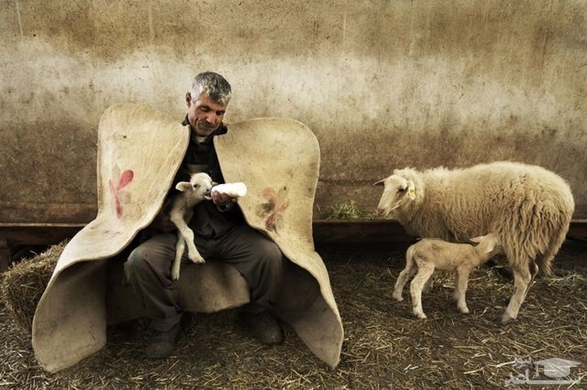 شیر دادن چوپان به بچه گوسفند