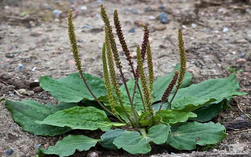 آشنایی با خاصیت درمانی باراهنگ