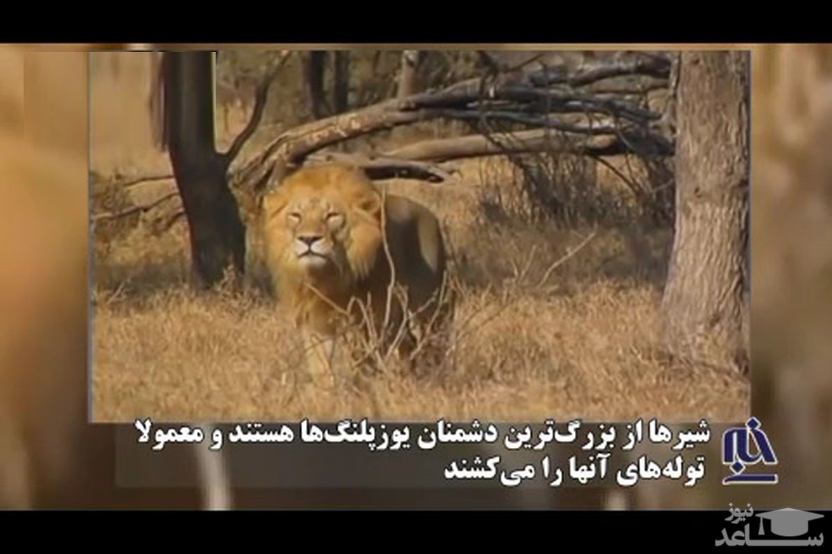 (فیلم) لحظه قتل بیرحمانه یوزپلنگ توسط شیر قوی هیکل