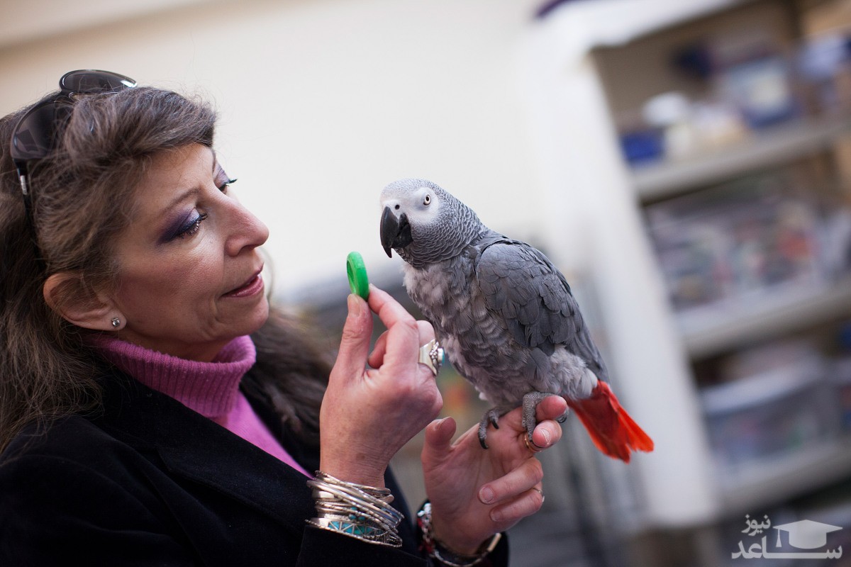 یک طوطی آبروی دانشجویان هاروارد را برد