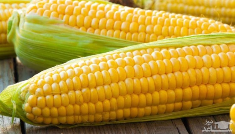 با فواید و مضرات ذرت بیشتر آشنا شوید