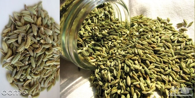 آشنایی با خاصیت درمانی گیاه رازیانه