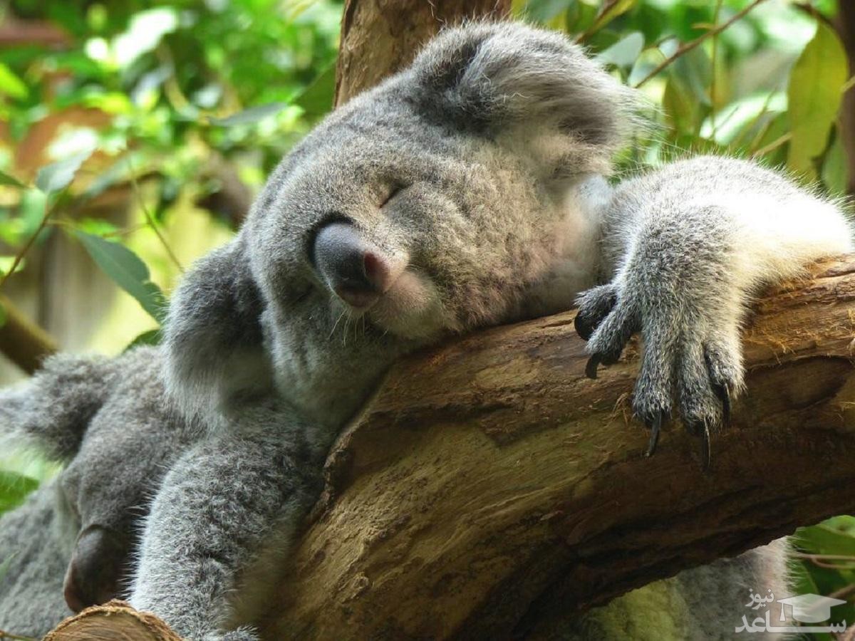 (فیلم) خسته‌ترین حیوان دنیا