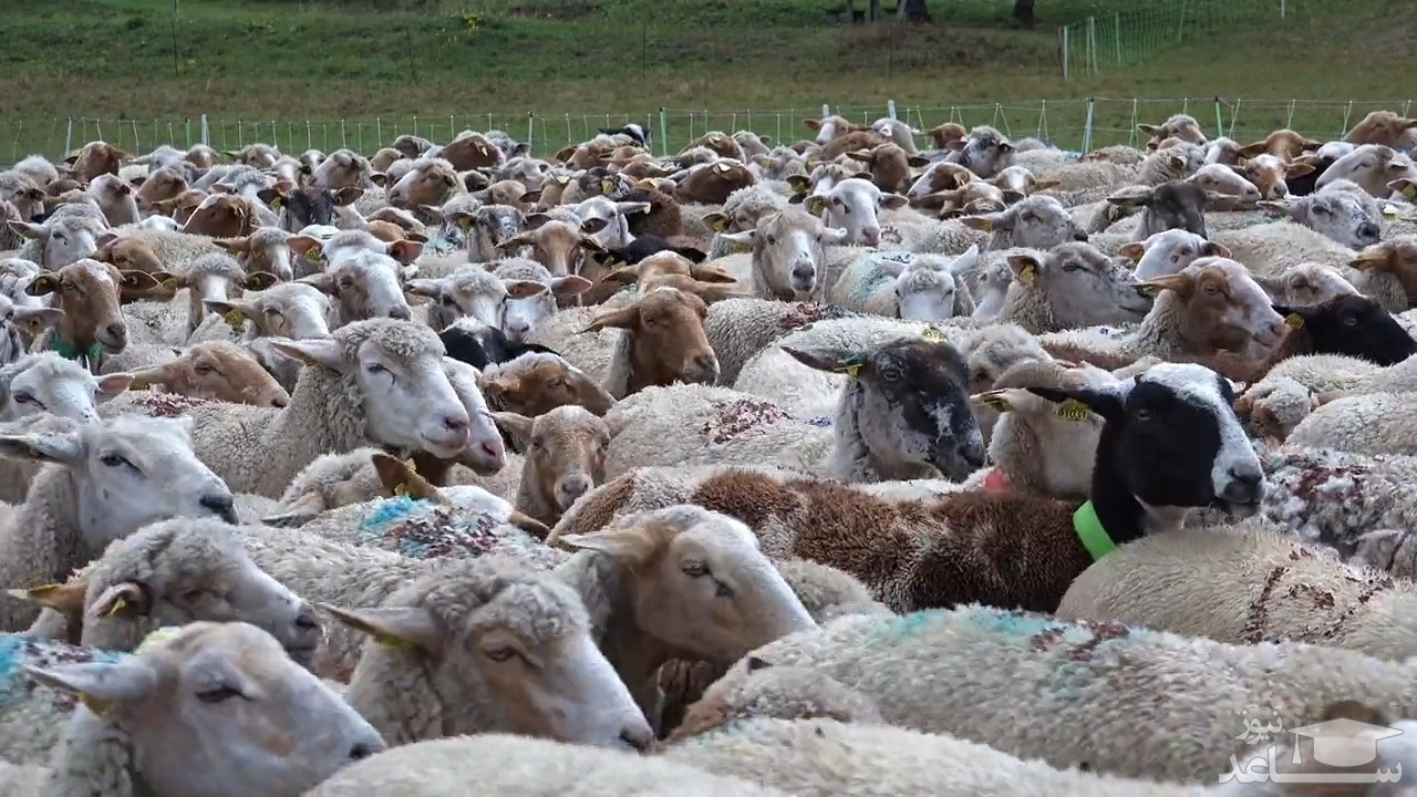گله گوسفندی که ۱۲ روز بدون توقف به دور خود چرخید + فیلم