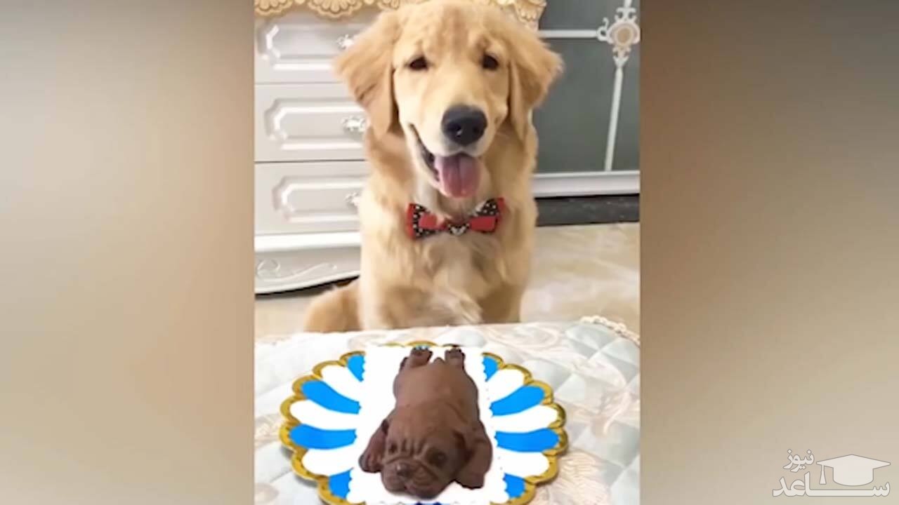 (فیلم) واکنش دیدنی چند سگ و گربه حین بریدن کیکی به شکل خودشان