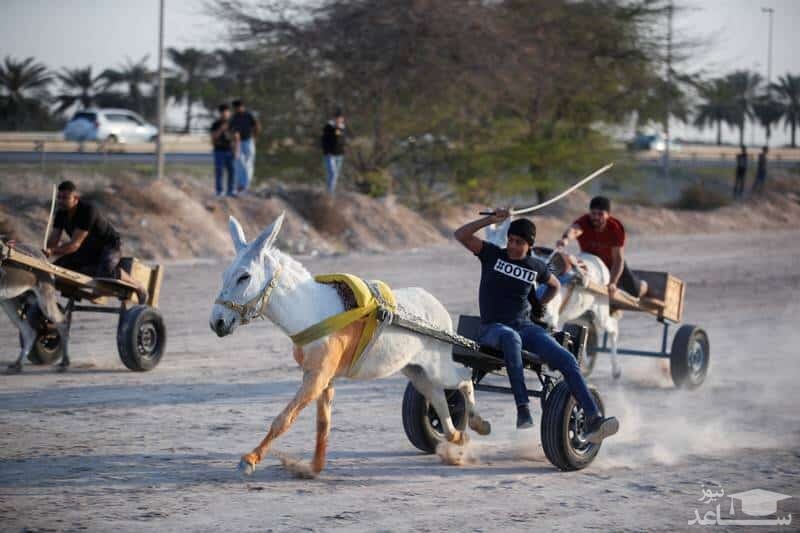 (فیلم) مسابقه الاغ سواری در بحرین سر و صدا به پا کرد!