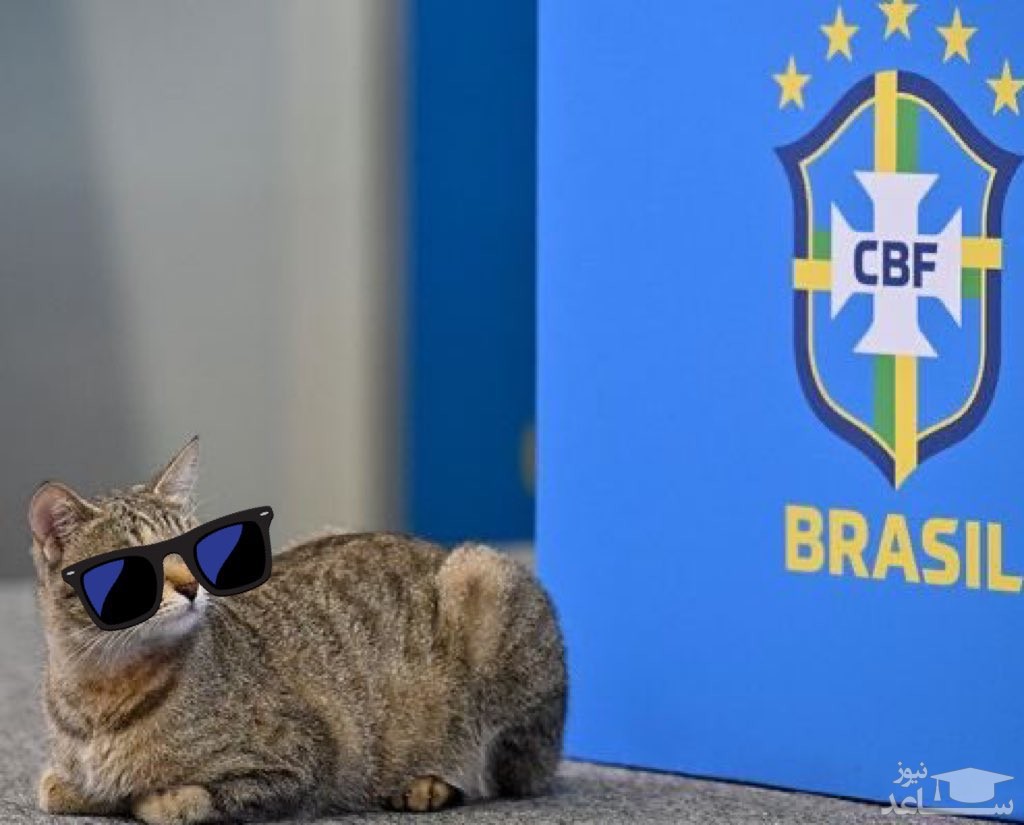 نفرین یک گربه عامل اصلی شکست برزیل در جام جهانی 2022 بود