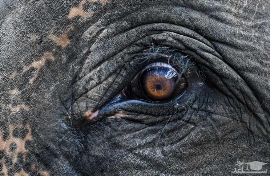 چشم فیل