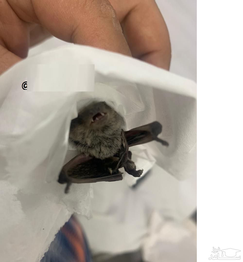 حمله خفاش ها به تهران/ ورود 5 خفاش به یک خانه! +فیلم