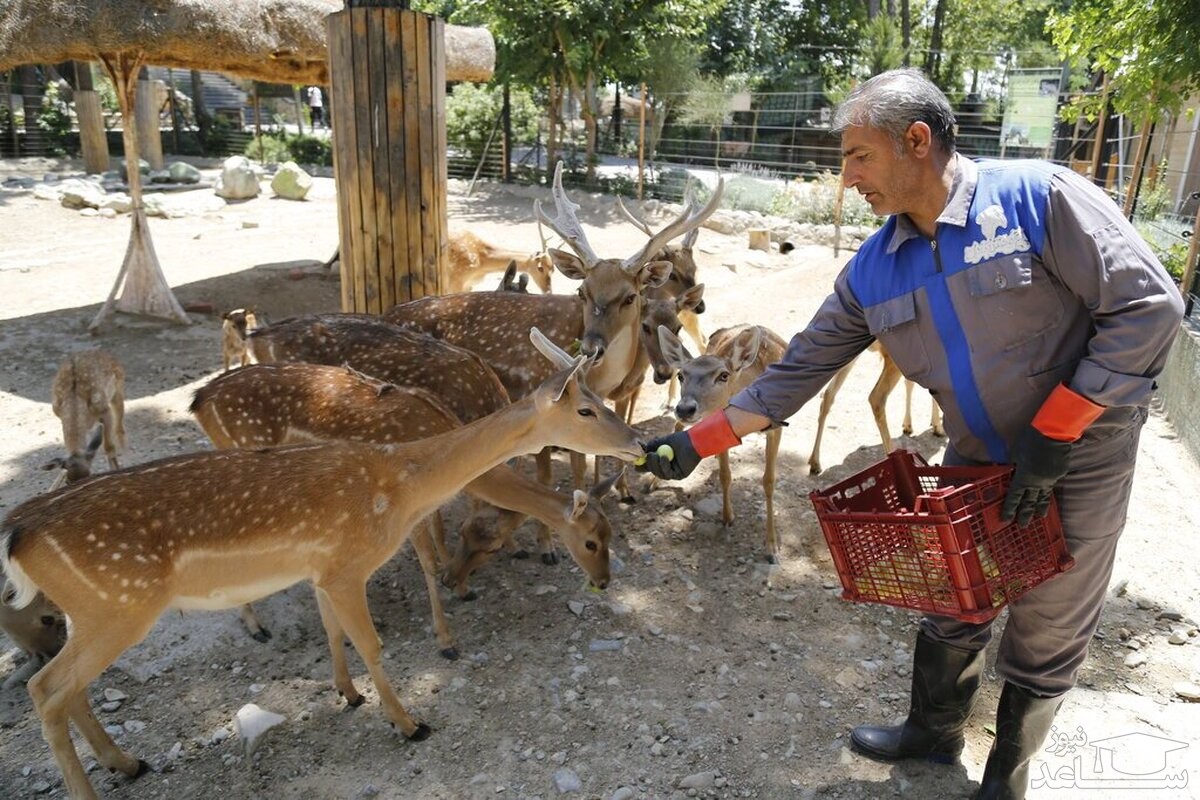 منوی میلیاردی غذای حیوانات باغ‌ وحش تهران