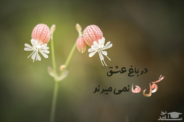 تصویردر مورد گل