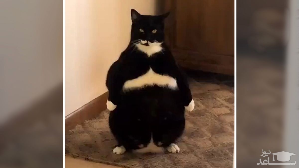 (فیلم) حرکت عجیب این گربه‌ سوژه شد