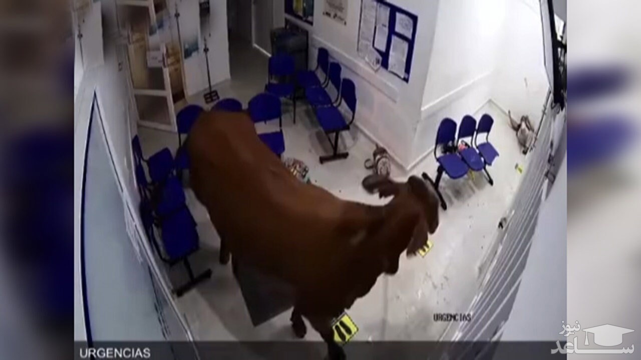 (فیلم) حمله گاو خشمگین به بیماران در بیمارستان