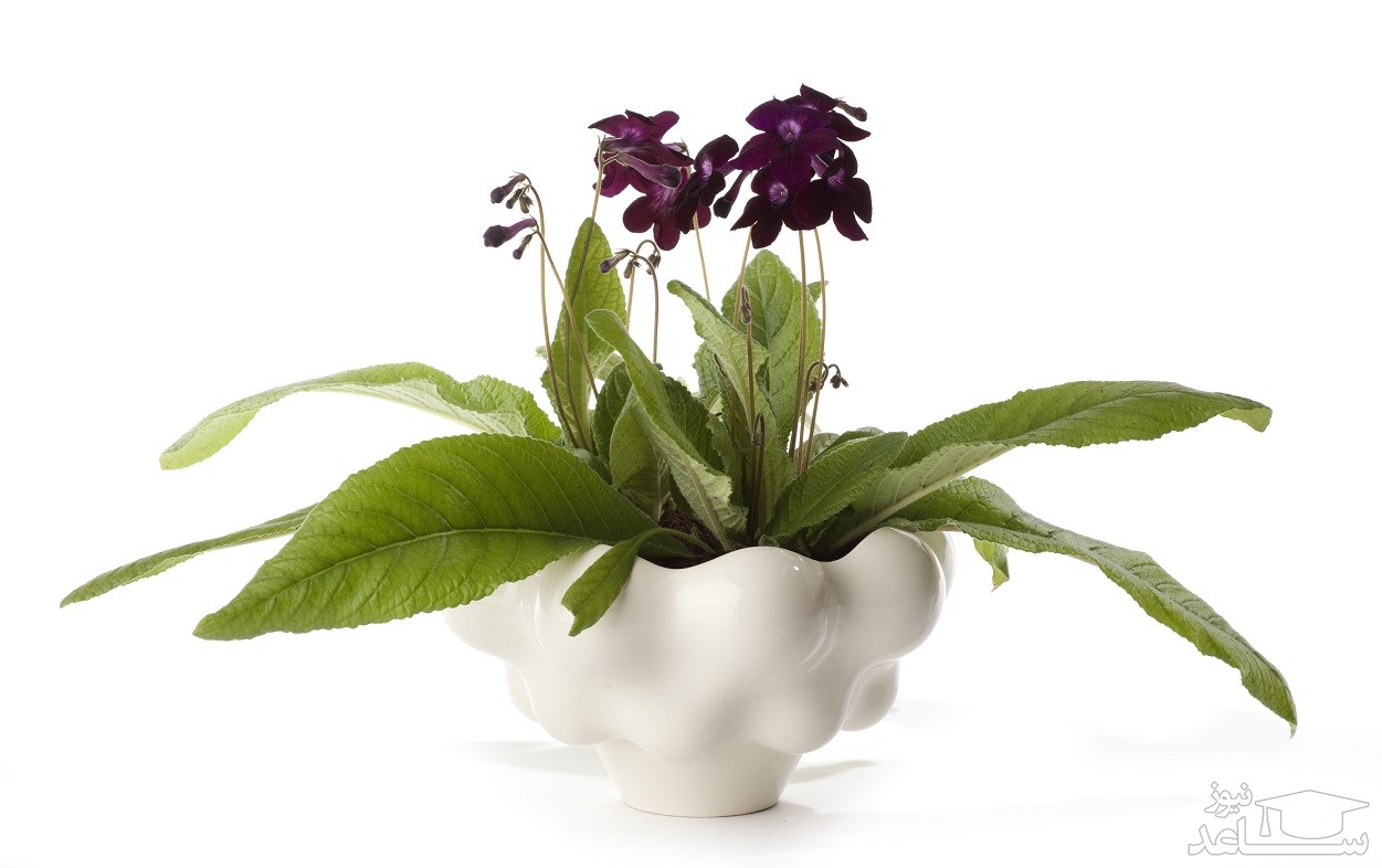 نحوه پرورش و نگهداری استرپتوکارپوس