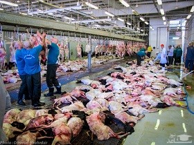 چرا گوشت‌های قربانی حجاج به ایران منتقل نشد؟
