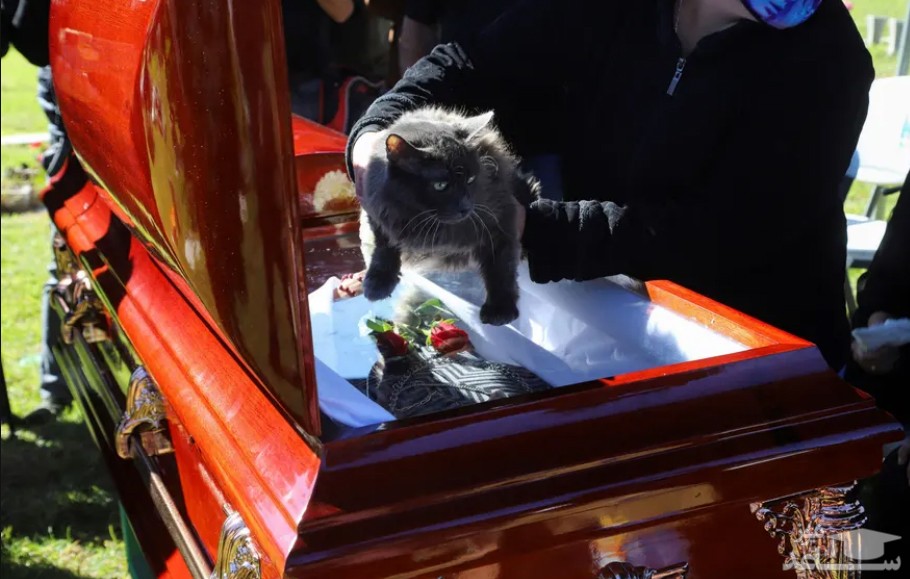 خداحافظی گربه " لوردس مالدونادو" روزنامه نگار فقید مکزیکی با او هنگام مراسم تشییع/ رویترز