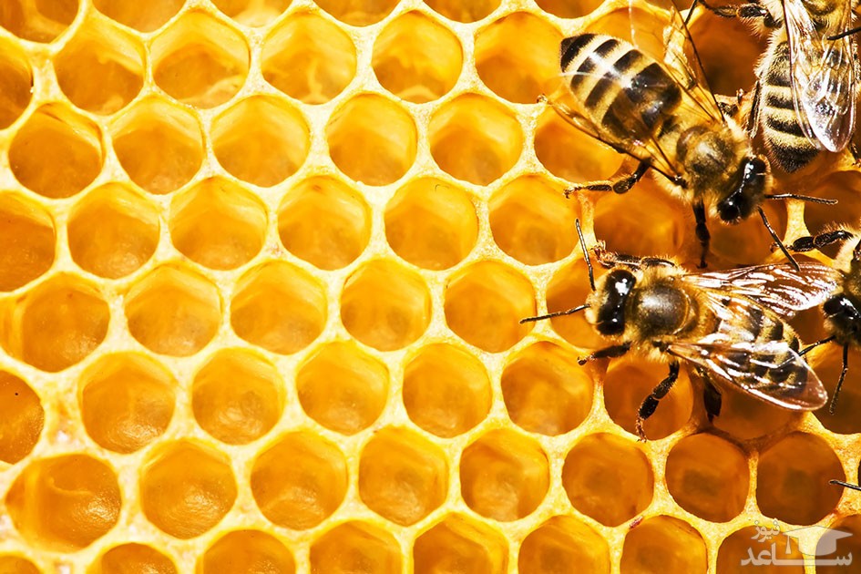 پوستر تبریک به مناسبت روز جهانی زنبور عسل